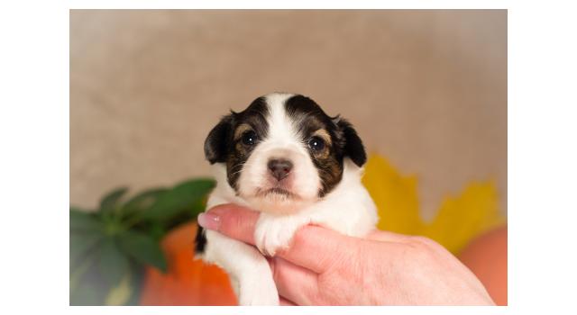 Щенки папийона (папильона) в питомнике Бон Плезир Щенки папийона (папильона) в питомнике Бон Плезир