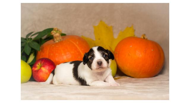 Щенки папийона (папильона) в питомнике Бон Плезир Щенки папийона (папильона) в питомнике Бон Плезир