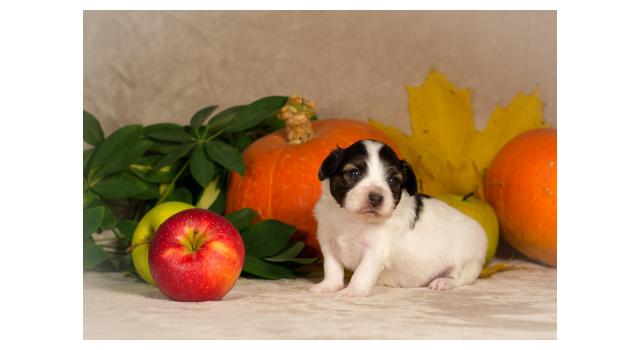 Щенки папийона (папильона) в питомнике Бон Плезир Щенки папийона (папильона) в питомнике Бон Плезир