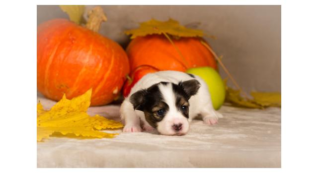 Щенки папийона (папильона) в питомнике Бон Плезир Щенки папийона (папильона) в питомнике Бон Плезир