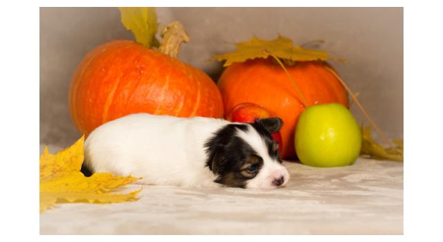 Щенки папийона (папильона) в питомнике Бон Плезир Щенки папийона (папильона) в питомнике Бон Плезир