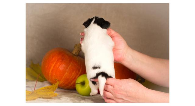 Щенки папийона (папильона) в питомнике Бон Плезир Щенки папийона (папильона) в питомнике Бон Плезир