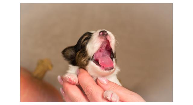 Щенки папийона (папильона) в питомнике Бон Плезир Щенки папийона (папильона) в питомнике Бон Плезир