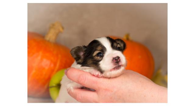 Щенки папийона (папильона) в питомнике Бон Плезир Щенки папийона (папильона) в питомнике Бон Плезир