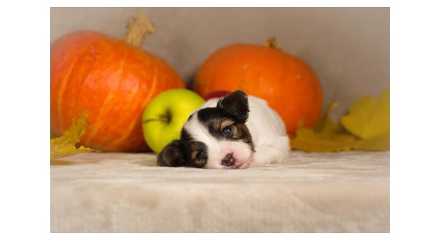 Щенки папийона (папильона) в питомнике Бон Плезир Щенки папийона (папильона) в питомнике Бон Плезир