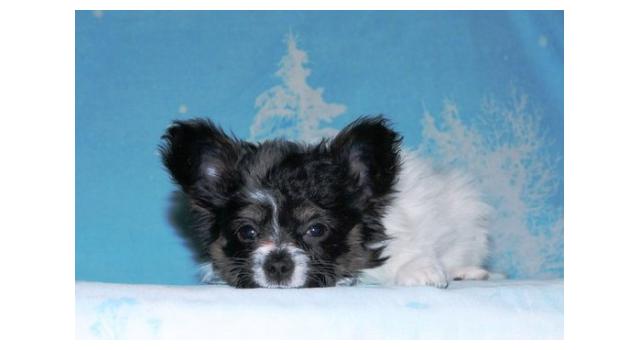 Щенки папийона (папильона) в питомнике Бон Плезир Щенки папийона (папильона) в питомнике Бон Плезир