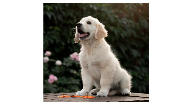 Щенки папийона (папильона) в питомнике Бон Плезир Щенки папийона (папильона) в питомнике Бон Плезир