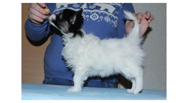 Щенки папийона (папильона) в питомнике Бон Плезир Щенки папийона (папильона) в питомнике Бон Плезир