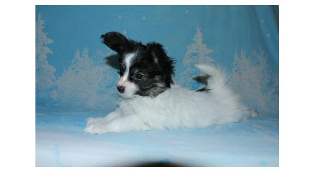 Щенки папийона (папильона) в питомнике Бон Плезир Щенки папийона (папильона) в питомнике Бон Плезир