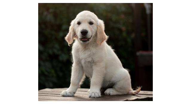 Щенки папийона (папильона) в питомнике Бон Плезир Щенки папийона (папильона) в питомнике Бон Плезир