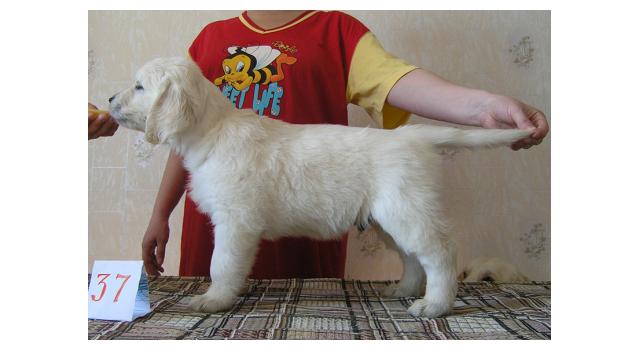 Щенки папийона (папильона) в питомнике Бон Плезир Щенки папийона (папильона) в питомнике Бон Плезир