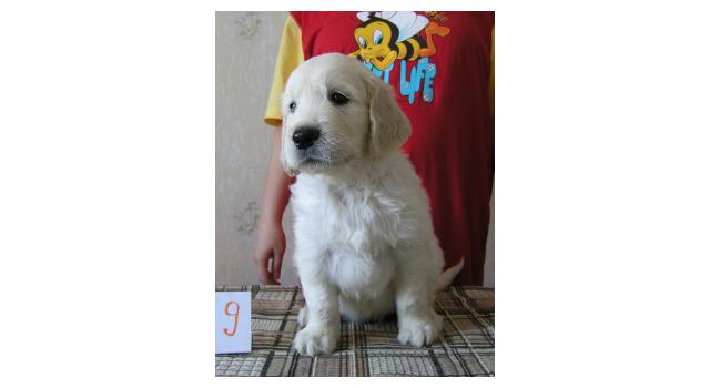 Щенки папийона (папильона) в питомнике Бон Плезир Щенки папийона (папильона) в питомнике Бон Плезир