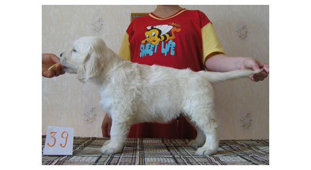 Щенки папийона (папильона) в питомнике Бон Плезир Щенки папийона (папильона) в питомнике Бон Плезир