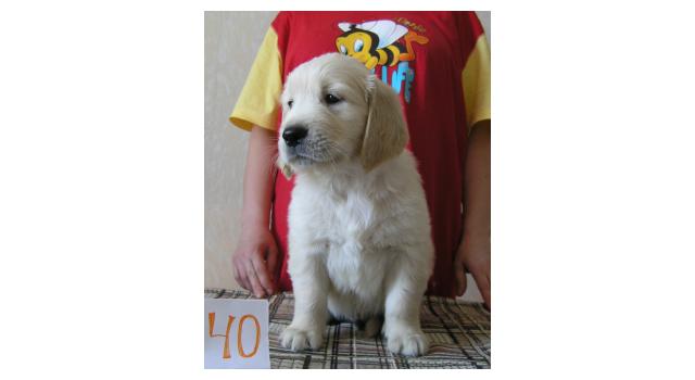 Щенки папийона (папильона) в питомнике Бон Плезир Щенки папийона (папильона) в питомнике Бон Плезир