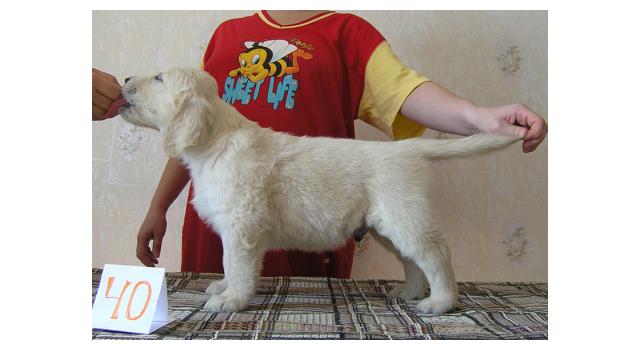 Щенки папийона (папильона) в питомнике Бон Плезир Щенки папийона (папильона) в питомнике Бон Плезир