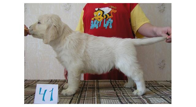 Щенки папийона (папильона) в питомнике Бон Плезир Щенки папийона (папильона) в питомнике Бон Плезир