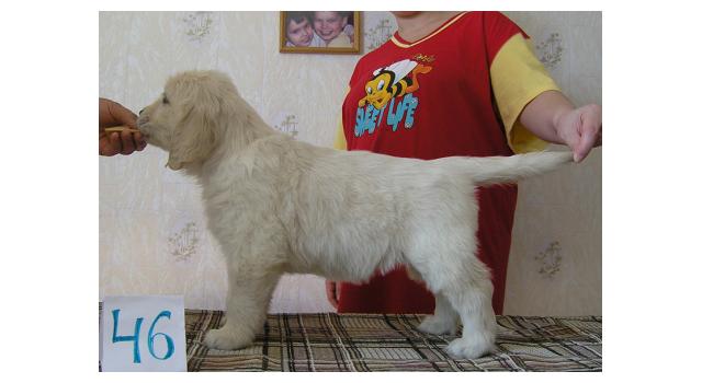 Щенки папийона (папильона) в питомнике Бон Плезир Щенки папийона (папильона) в питомнике Бон Плезир