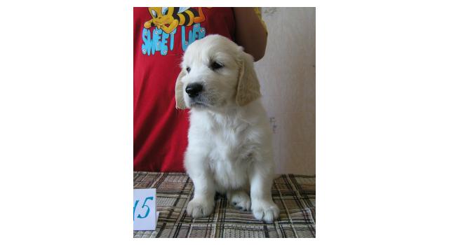 Щенки папийона (папильона) в питомнике Бон Плезир Щенки папийона (папильона) в питомнике Бон Плезир