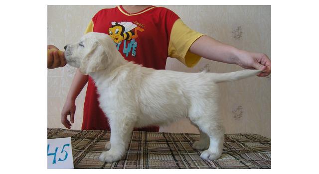 Щенки папийона (папильона) в питомнике Бон Плезир Щенки папийона (папильона) в питомнике Бон Плезир