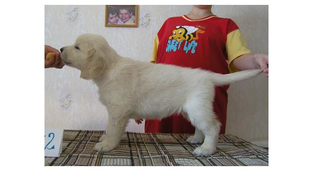 Щенки папийона (папильона) в питомнике Бон Плезир Щенки папийона (папильона) в питомнике Бон Плезир