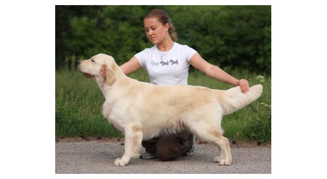 Щенки папийона (папильона) в питомнике Бон Плезир Щенки папийона (папильона) в питомнике Бон Плезир