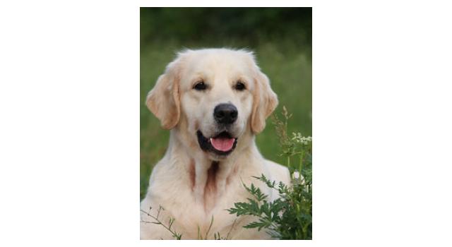 Щенки папийона (папильона) в питомнике Бон Плезир Щенки папийона (папильона) в питомнике Бон Плезир