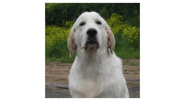 Щенки папийона (папильона) в питомнике Бон Плезир Щенки папийона (папильона) в питомнике Бон Плезир