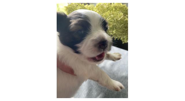 Щенки папийона (папильона) в питомнике Бон Плезир Щенки папийона (папильона) в питомнике Бон Плезир