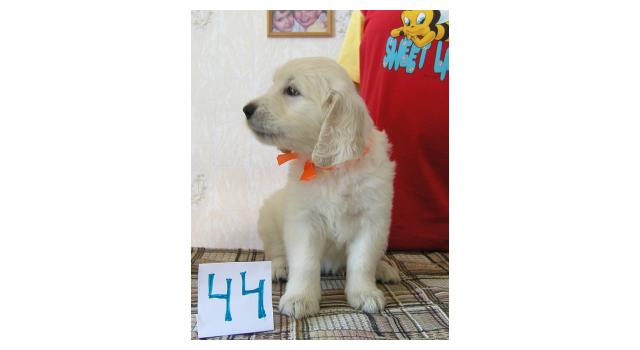 Щенки папийона (папильона) в питомнике Бон Плезир Щенки папийона (папильона) в питомнике Бон Плезир