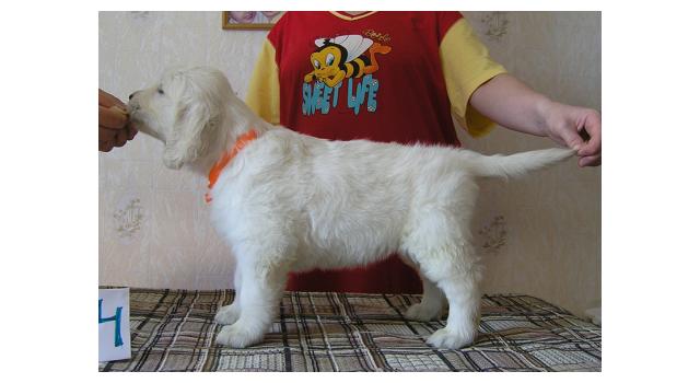 Щенки папийона (папильона) в питомнике Бон Плезир Щенки папийона (папильона) в питомнике Бон Плезир