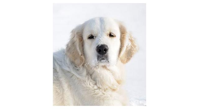 Щенки папийона (папильона) в питомнике Бон Плезир Щенки папийона (папильона) в питомнике Бон Плезир