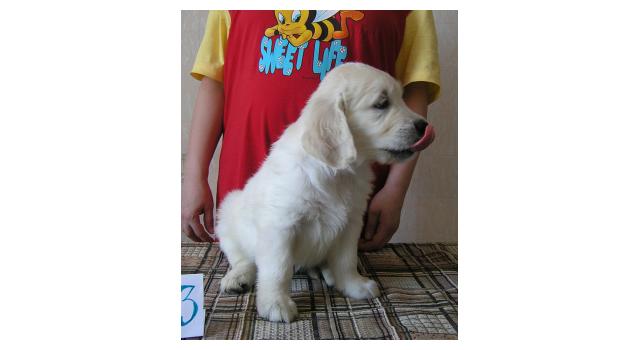 Щенки папийона (папильона) в питомнике Бон Плезир Щенки папийона (папильона) в питомнике Бон Плезир