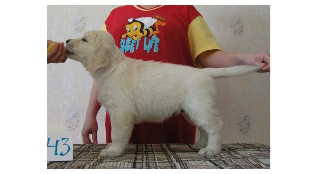 Щенки папийона (папильона) в питомнике Бон Плезир Щенки папийона (папильона) в питомнике Бон Плезир