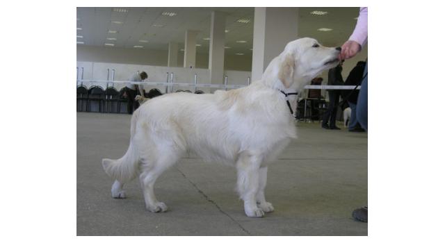 Щенки папийона (папильона) в питомнике Бон Плезир Щенки папийона (папильона) в питомнике Бон Плезир