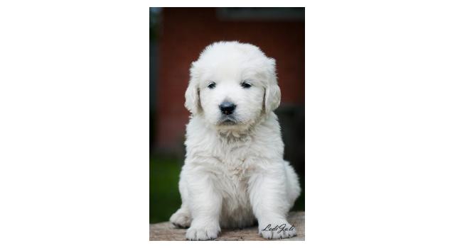 Щенки папийона (папильона) в питомнике Бон Плезир Щенки папийона (папильона) в питомнике Бон Плезир