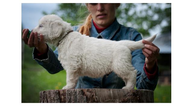 Щенки папийона (папильона) в питомнике Бон Плезир Щенки папийона (папильона) в питомнике Бон Плезир
