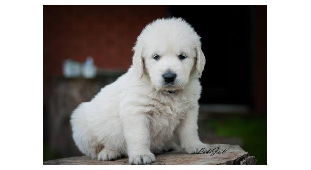 Щенки папийона (папильона) в питомнике Бон Плезир Щенки папийона (папильона) в питомнике Бон Плезир