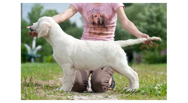 Щенки папийона (папильона) в питомнике Бон Плезир Щенки папийона (папильона) в питомнике Бон Плезир