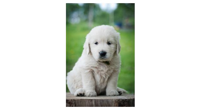 Щенки папийона (папильона) в питомнике Бон Плезир Щенки папийона (папильона) в питомнике Бон Плезир