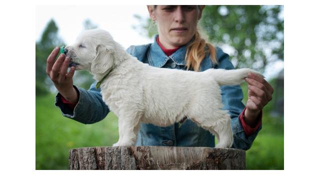 Щенки папийона (папильона) в питомнике Бон Плезир Щенки папийона (папильона) в питомнике Бон Плезир