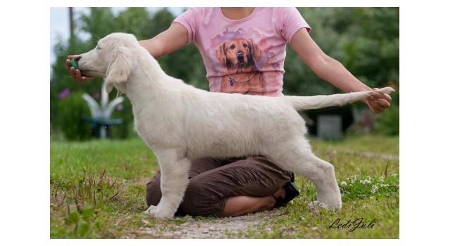 Щенки папийона (папильона) в питомнике Бон Плезир Щенки папийона (папильона) в питомнике Бон Плезир