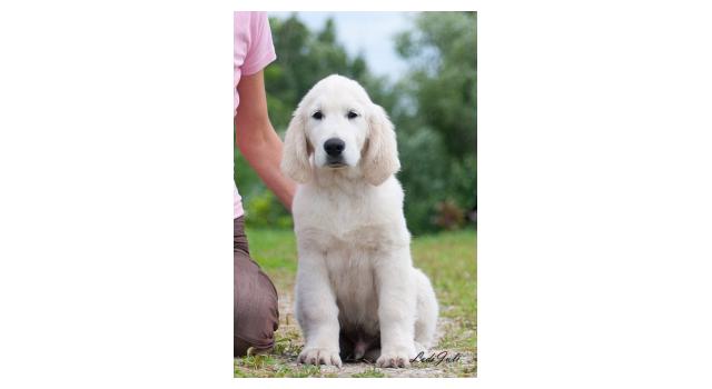 Щенки папийона (папильона) в питомнике Бон Плезир Щенки папийона (папильона) в питомнике Бон Плезир