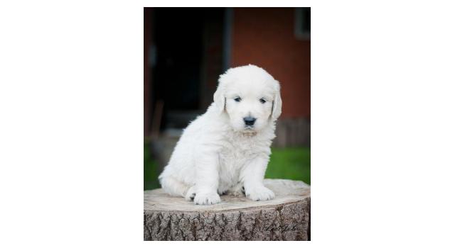 Щенки папийона (папильона) в питомнике Бон Плезир Щенки папийона (папильона) в питомнике Бон Плезир