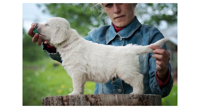 Щенки папийона (папильона) в питомнике Бон Плезир Щенки папийона (папильона) в питомнике Бон Плезир