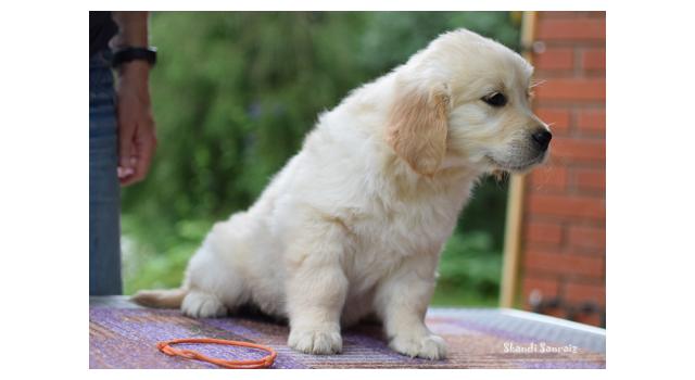Щенки папийона (папильона) в питомнике Бон Плезир Щенки папийона (папильона) в питомнике Бон Плезир