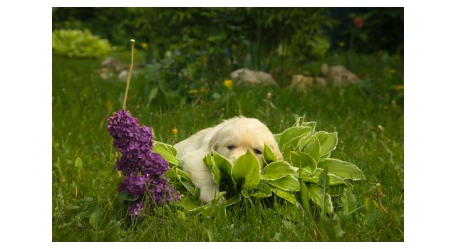 Щенки папийона (папильона) в питомнике Бон Плезир Щенки папийона (папильона) в питомнике Бон Плезир