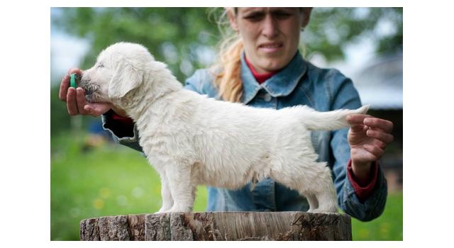 Щенки папийона (папильона) в питомнике Бон Плезир Щенки папийона (папильона) в питомнике Бон Плезир