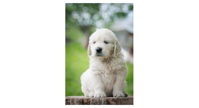 Щенки папийона (папильона) в питомнике Бон Плезир Щенки папийона (папильона) в питомнике Бон Плезир