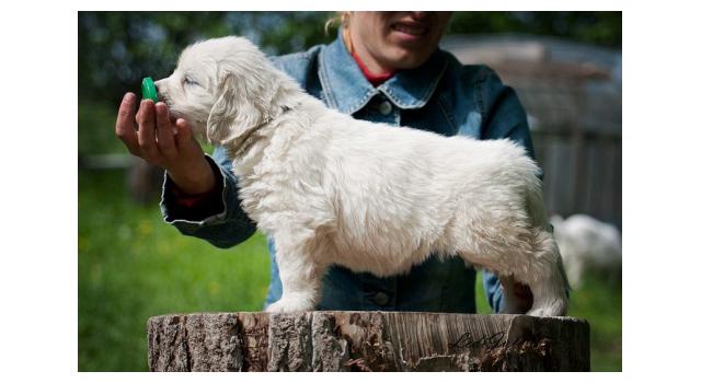 Щенки папийона (папильона) в питомнике Бон Плезир Щенки папийона (папильона) в питомнике Бон Плезир
