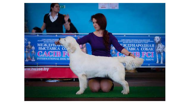 Щенки папийона (папильона) в питомнике Бон Плезир Щенки папийона (папильона) в питомнике Бон Плезир
